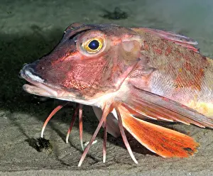 Gurnards: East Atlantic / Red Gurnard