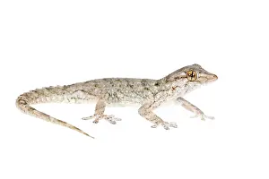 Tarentola: East Canary Gecko