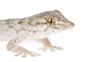 Tarentola: East Canary Gecko