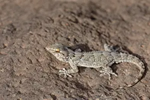 Tarentola: East Canary Gecko