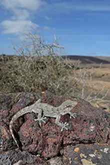 Tarentola: East Canary Gecko