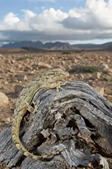 Tarentola: East Canary Gecko - in habitat