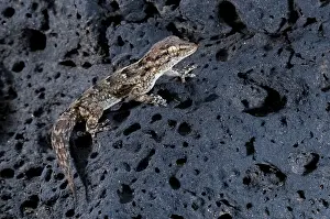 Lanzarote: East Canary Gecko - on a volcanic rock