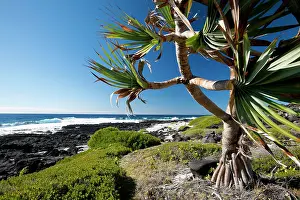 Pandanus: East of Ilot Gabriel island sea shore