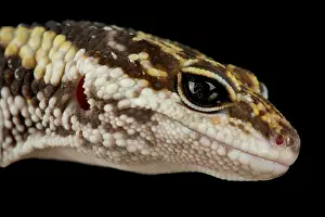 Pakistan: East Indian leopard gecko (Eublepharis hardwickii)