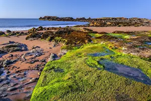 Incoming: East Lothian Coast - sandy beach and by seaweed