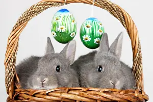 Custom: Easter bunnies and Easter eggs in a basket, Marburger