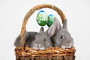 Traditions: Easter bunnies and Easter eggs in a basket, Marburger