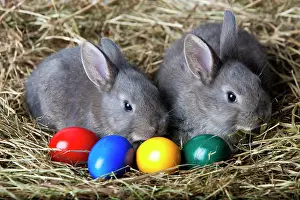 Easter: Easter bunnies and Easter eggs on hay, Marburger