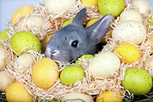 Sticking: Easter bunny with Easter egg nest, Marburger Feh