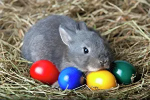 Easter: Easter bunny with Easter eggs on hay, Marburger