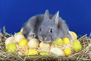 Custom: Easter bunny with Easter eggs on hay nest, Marburger