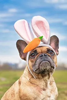Decorated: Easter bunny French Bulldog dog dressed up wearing