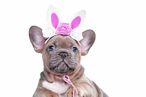 Decorated: Easter bunny French Bulldog dog puppy wearing floral
