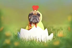Dressed: Easter chicken dog. Funny French Bulldog sitting