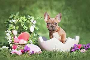 Easter: Easter dog. French Bulldog puppy sitting in egg