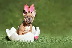 Easter: Easter dog. French Bulldog puppy sitting in egg