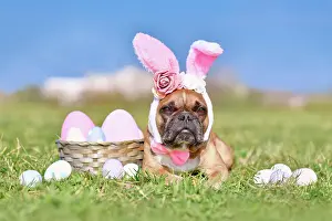 Decorated: Easter French Bulldog dog with rabbit costume ears