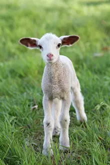 Orientalis: Easter lamb, sheep (Ovis orientalis Aries)