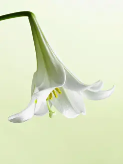 Trumpet: Easter lily, Lilium longiflorum, single flower hanging down