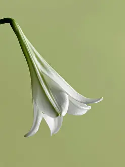 Trumpet: Easter lily, Lilium longiflorum, single flower hanging down