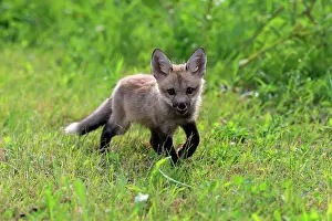 Fulvus: Eastern American Red Fox (Vulpes vulpes fulvus)