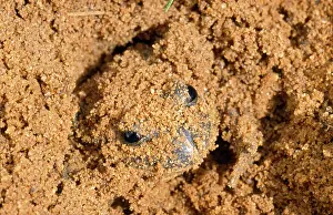 Dumerilii: Eastern Banjo / Dumeril's FROG - burrowing in sand