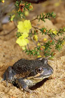 Dumerilii: Eastern Banjo / Dumeril's FROG - burrowing in sand