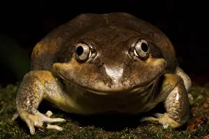 Dumerilii: Eastern Banjo Frog