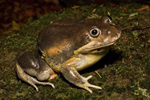 Dumerilii: Eastern Banjo Frog