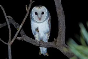 Javanicus: Eastern Barn Owl