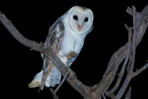 Tyto: Eastern Barn Owl