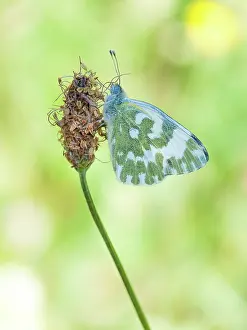 Wallis: Eastern Bath White