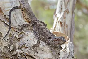 Barbata: Eastern Bearded Dragon