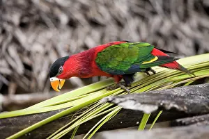 Lorius: Eastern Black-capped Lory