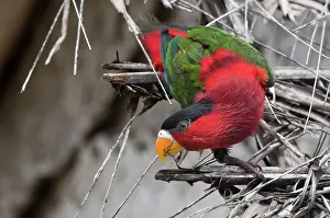 Lorius: Eastern Black-capped / Purple-bellied Lory