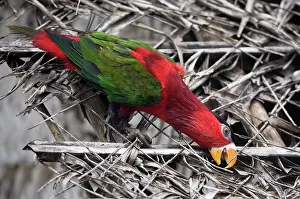 Lorius: Eastern Black-capped / Purple-bellied Lory