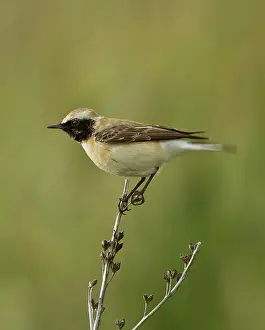 Wheatears: Eastern Black-eared Wheatear - female
