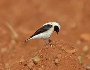 Wheatears: Eastern Black-eared Wheatear - male
