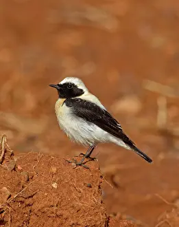Wheatears: Eastern Black-eared Wheatear - male