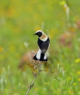 Wheatears: Eastern Black-eared Wheatear - male perched with