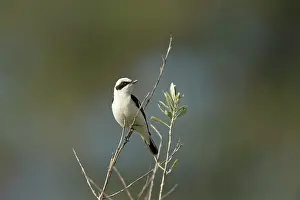 Scrub: Eastern Black-eared Wheatear (Oenanthe melanoleuca)