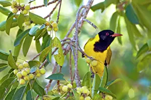Attracted: Eastern Black-headed Oriole - attracted to ripening