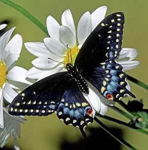 Asterius: Eastern Black Swallowtail