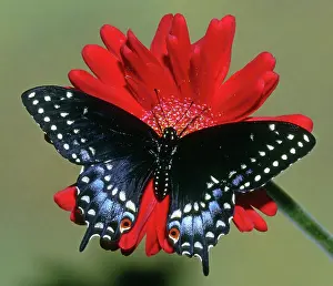 Asterius: Eastern Black Swallowtail