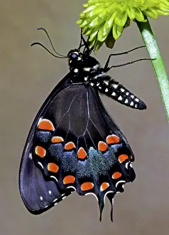 Asterius: Eastern Black Swallowtail