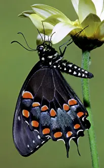 Abdomen: Eastern Black Swallowtail