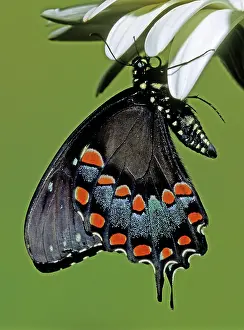 Asterius: Eastern Black Swallowtail