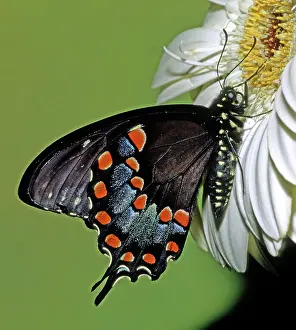 Asterius: Eastern Black Swallowtail