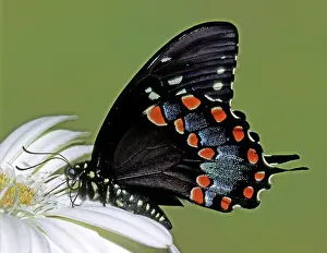Asterius: Eastern Black Swallowtail